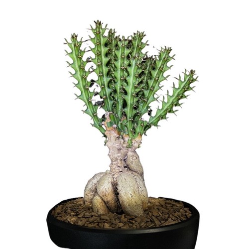 15cm succulent cactus - succulent,