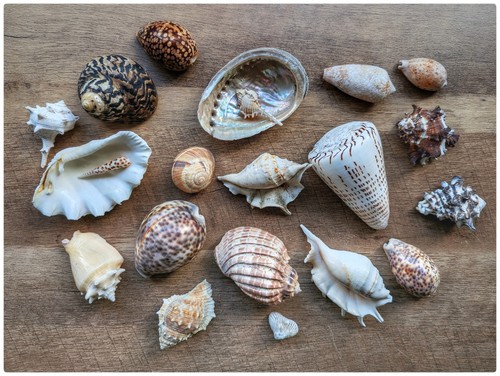 Vintage sea shells - , (job