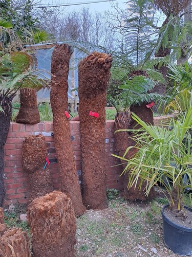 Dicksonia antarctica 6ft