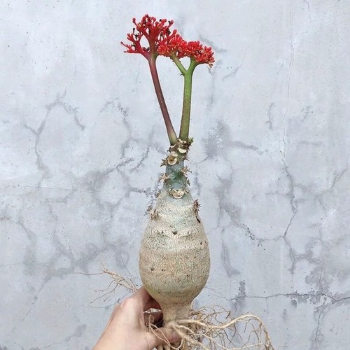 12cm succulent cactus plant - 12cm,