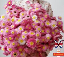 ACROCLINIUM 50 SEEDS HELIPTERUM GRANDIFLORUM EVERLASTING PAPER DAISY RHODANTHE