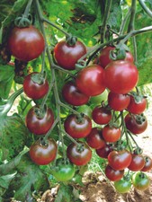 ROSELLA CHERRY TOMATO HUGE CROPS SUPERB SWEET TASTE EXCELLENT FLAVOUR 20 SEEDS