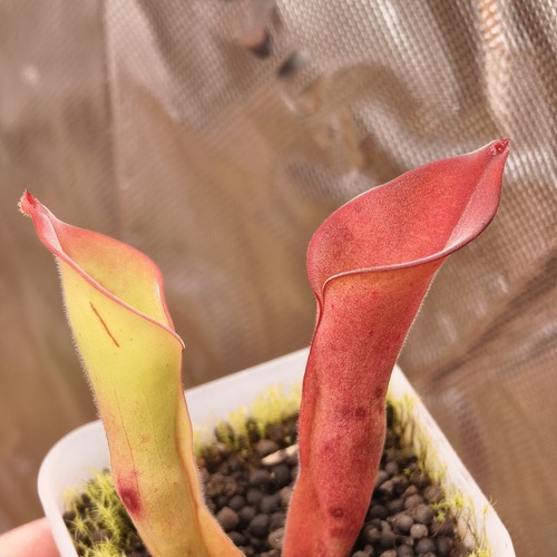 Heliamphora uncinata ms - heliamphora,