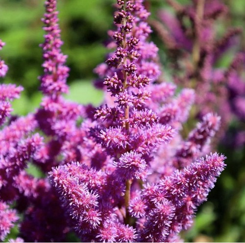 Astilbe violet bulbs - astilbe,