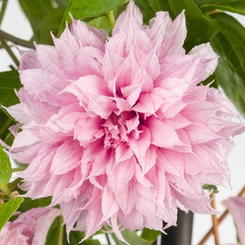 Clematis multi pink - pink', |