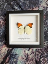 Giant Orange Tip(Hebomoia