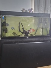 Black Juwel Rio 300 with DIY Custom stand  roughly 100 Gallons great condition!