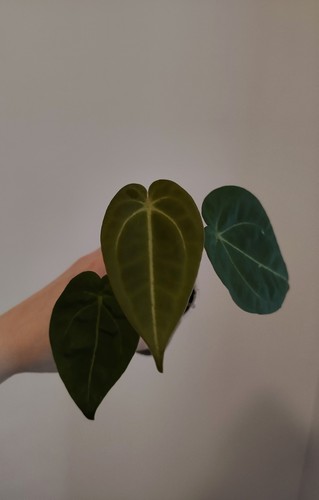 Anthurium forgetii - forgetii, x