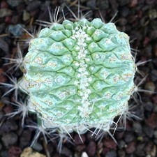 Strombocactus disciformis