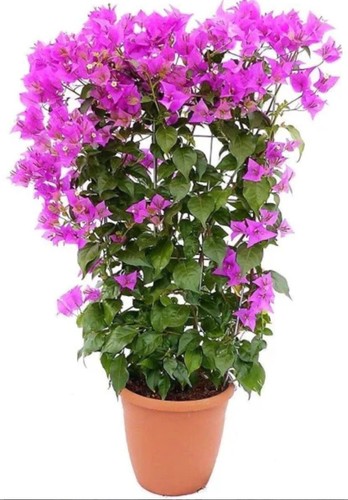 Bougainvillaea alexandra plant - alexandra,