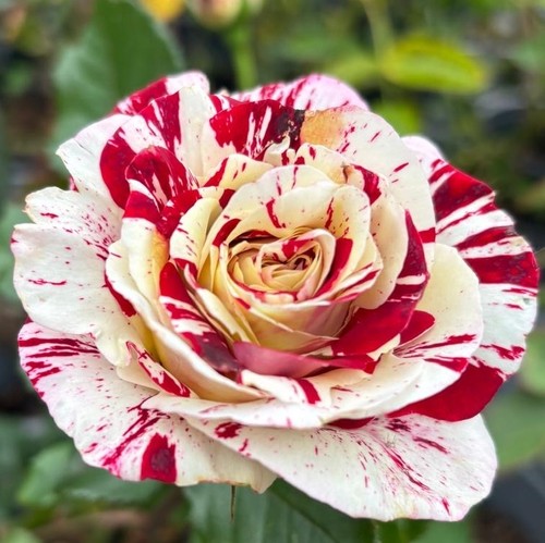 Rock roll hybrid tea - rock, roll-hybrid