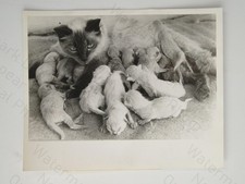 Persian Cat Bluebell Record