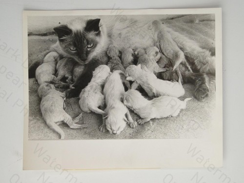Persian cat bluebell record - persian,