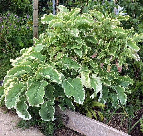 Perennial kale daubentons - perennial,