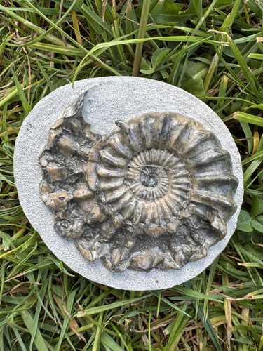 Ammonite oistoceras fossil - ammonite,