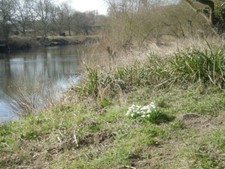 Photo 6x4 Snowdrops & the River Severn Coalbrookdale  c2010