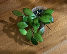 Hoya Noona Pink plant