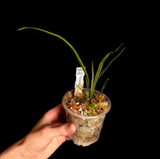 Elaphoglossum Lanceolatum