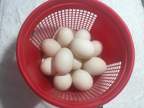 Fertile duck hatching eggs - fertile,