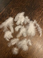 WHITE PEACOCK BODY FEATHERS X