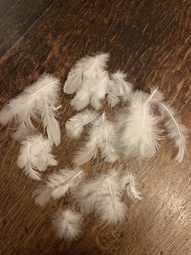 White peacock body - peacock, feathers