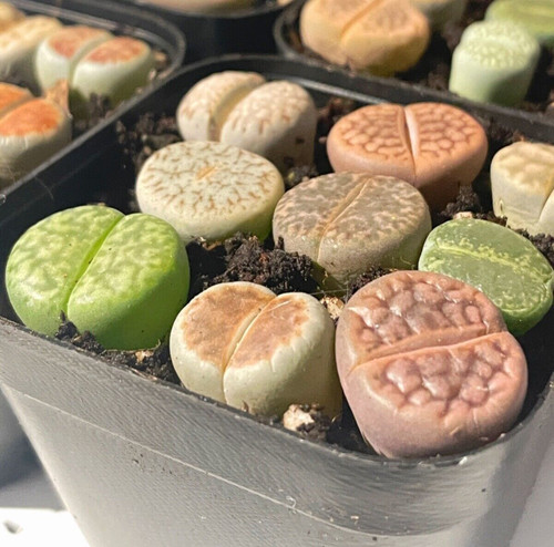 Unique lithops succulent - 9,