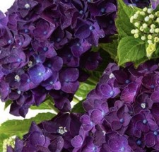 HYDRANGEA DEEP PURPLE IN 10cm Pot No GMO