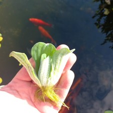 Water lettuce pistia - water,