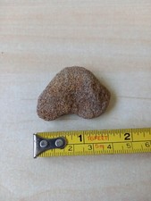 Fossil Sponge, natural, unpolished.  Please see photos
