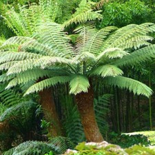 Dicksonia antarctica - Tree Fern - Plant in 9 cm Pot