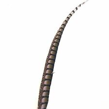 30" to 38" Lady Amherst