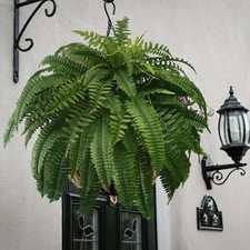 Artificial Large Boston Fern