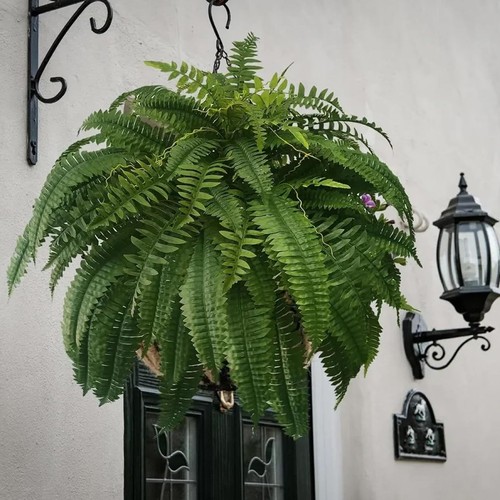Artificial large boston fern - large,