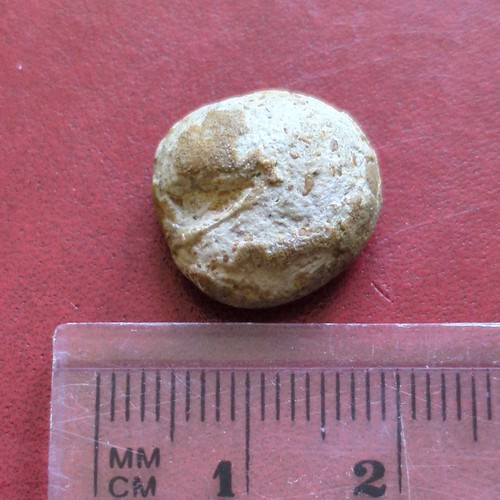 Fossil echinoid jurassic - fossil, echinoid,