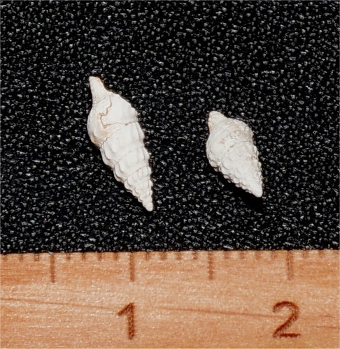 Eocene gastropod tripia - eocene,