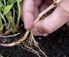 6 X ORGANIC Spear Mint Garden Mint Fresh ROOTS for Planting Herb No Plastic Pot