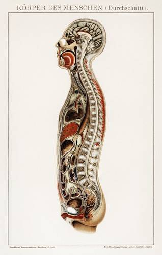 Human body internal - human,