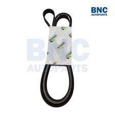 Motaquip V-Ribbed Drive Belt