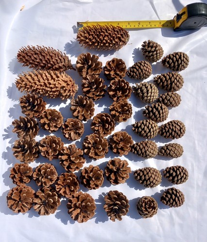 Over pine cones ideal for - 50,