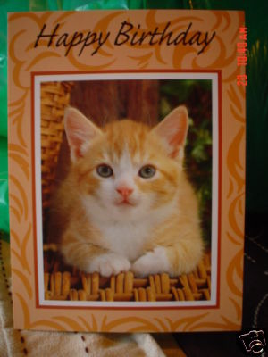 Lovely ginger kitten - ginger, birthday