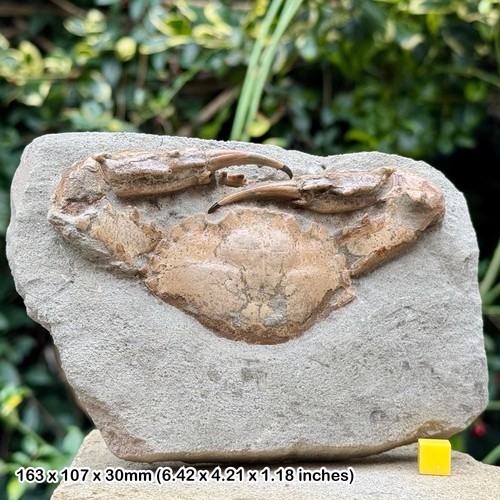 Charybdis complete fossil crab