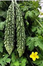 Bitter Gourd (Karela) Fresh