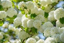 1 Japanese Snowball Plant