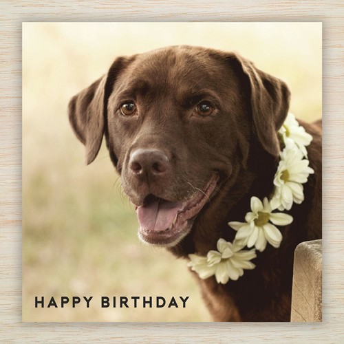 Chocolate labrador birthday - chocolate,