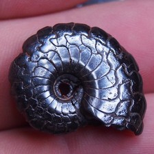 28mm Goniatite Hematite Devonian Fossil Ammonite 2056