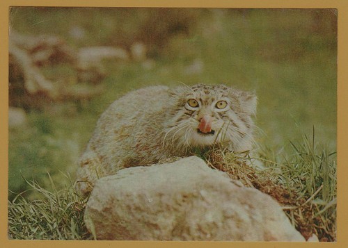 1982 pallas cat manul rare - 1982,