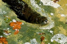 Carl Brenders ON A MISSION