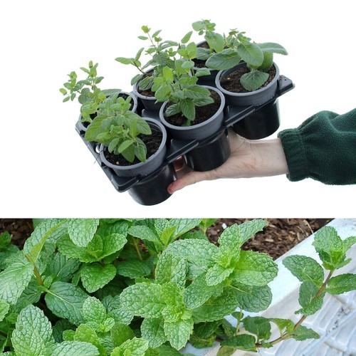 Mixed mint plants - mint, in