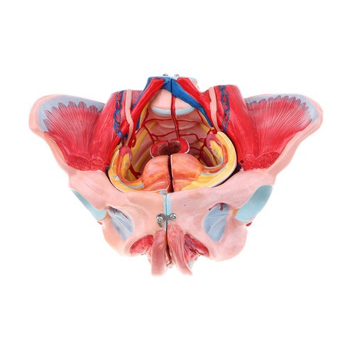 Female model with nerve - with,