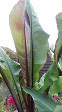 Rare Ensete Montbeliardii